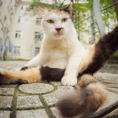 Генетический Кот