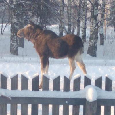 Aleks Voropaev